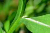 Sphaeranthus strobilifer. Часть побега в районе прикрепления листа. Астраханская обл., Володарский р-н, окр. с. Ямное, ООПТ \"Бугор Змеиный\", пойменный луг. 20.07.2013.