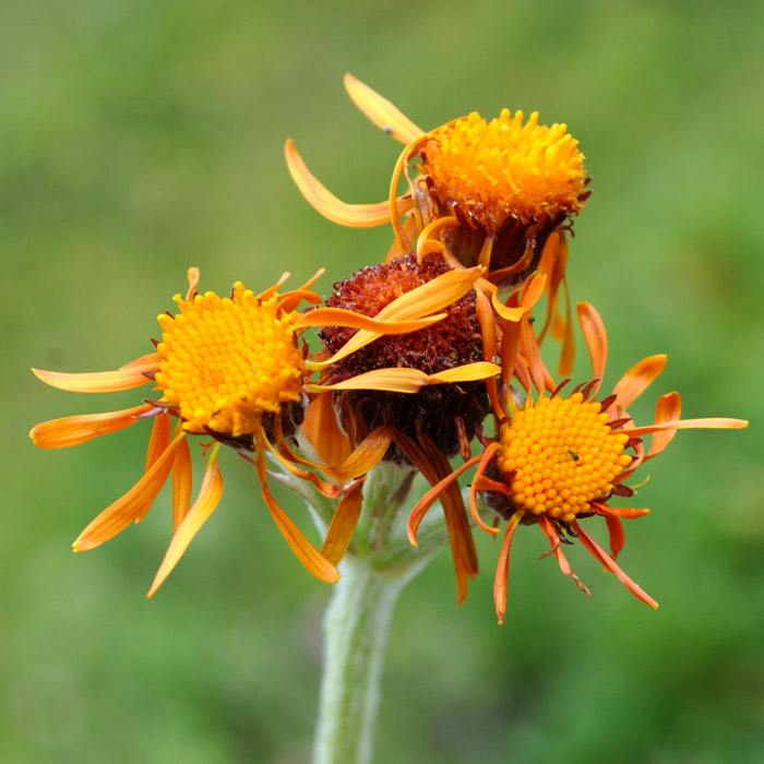 Image of Tephroseris caucasigena specimen.