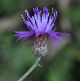 genus Centaurea