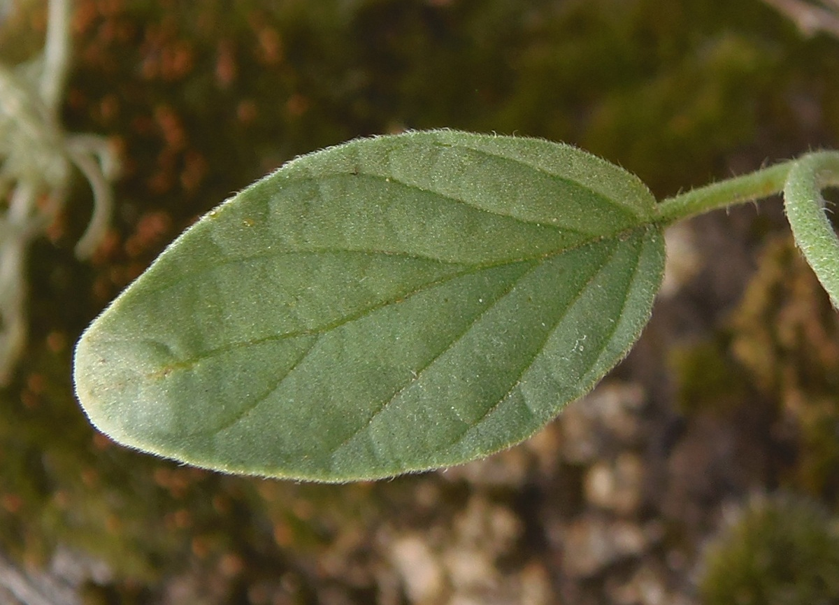 Image of Heliotropium suaveolens specimen.