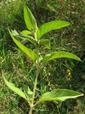 Lysimachia verticillaris. Побег с кормящейся гусеницей совки Helicoverpa armigera (Hubner, [1808]). Краснодарский край, окр. г. Крымск, дубово-буковый лес, обочина горно-лесной дороги. 18.08.2013.