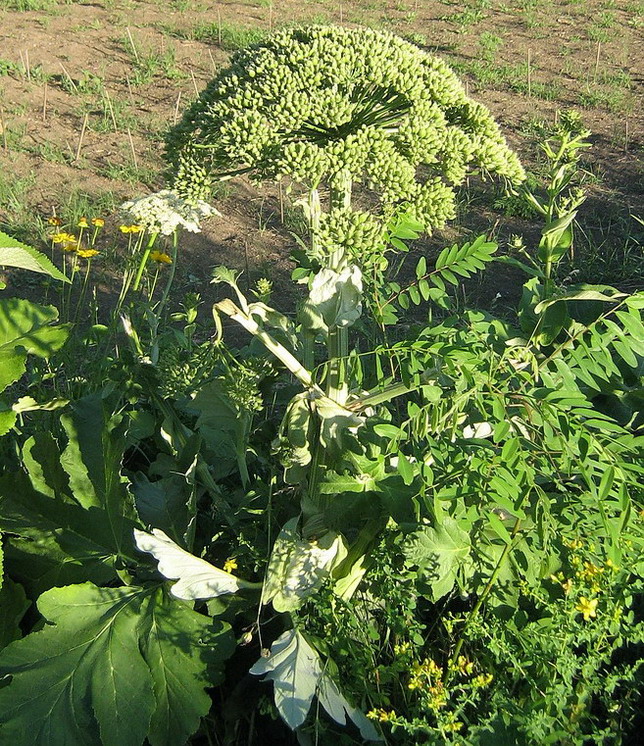 Image of Heracleum stevenii specimen.