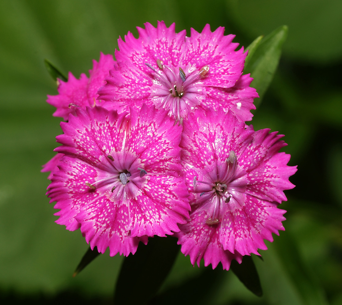 Изображение особи Dianthus barbatus.