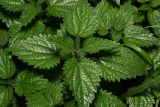Urtica dioica. Верхушка побега с развивающимися листьями. Московская обл., Раменский р-н, окр. ж.-д. платформы Хрипань, просека в лесу. 07.09.2013.