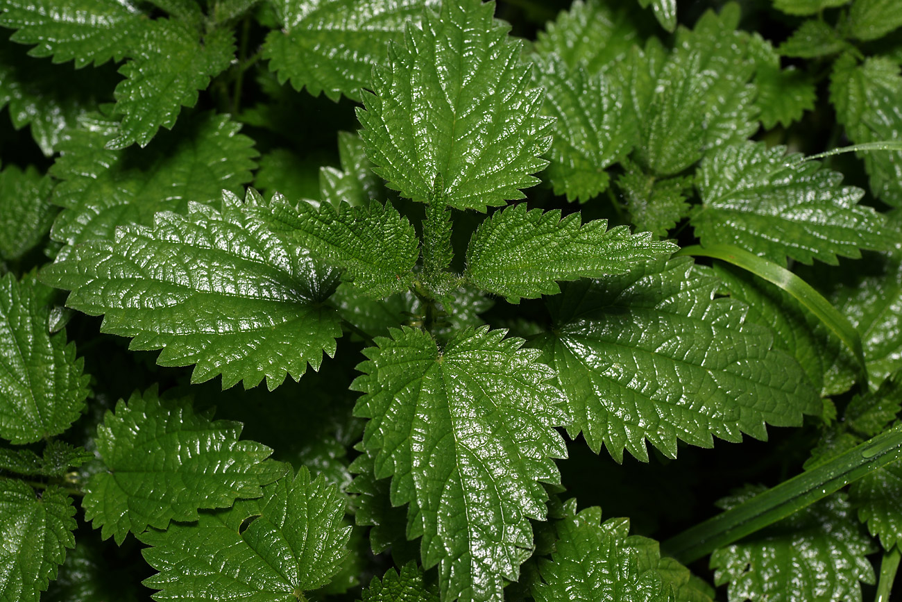 Изображение особи Urtica dioica.