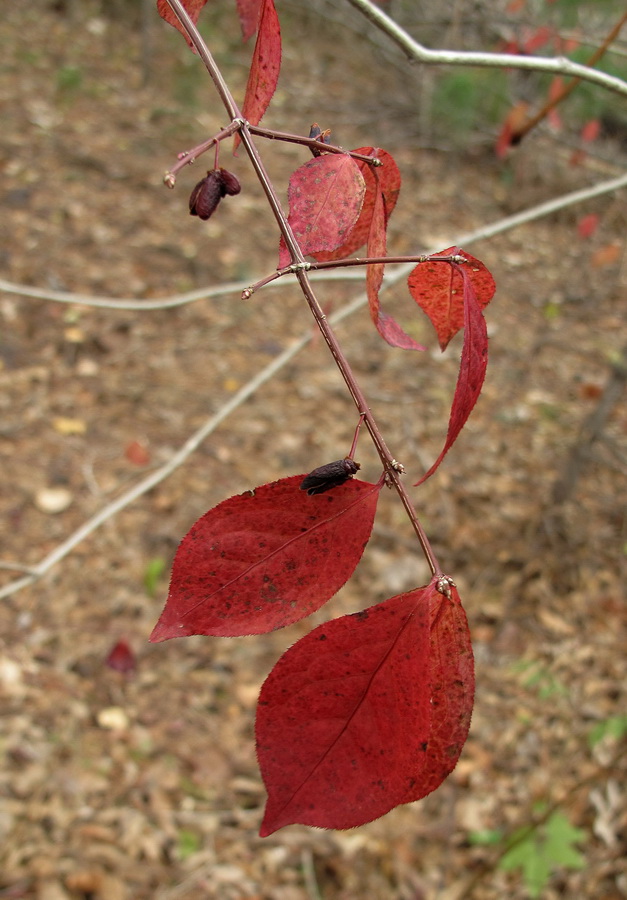 Изображение особи род Euonymus.