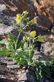 Steptorhamphus crassicaulis. Цветущие растения. Южный Казахстан, горы Каракус. 16.05.2013.