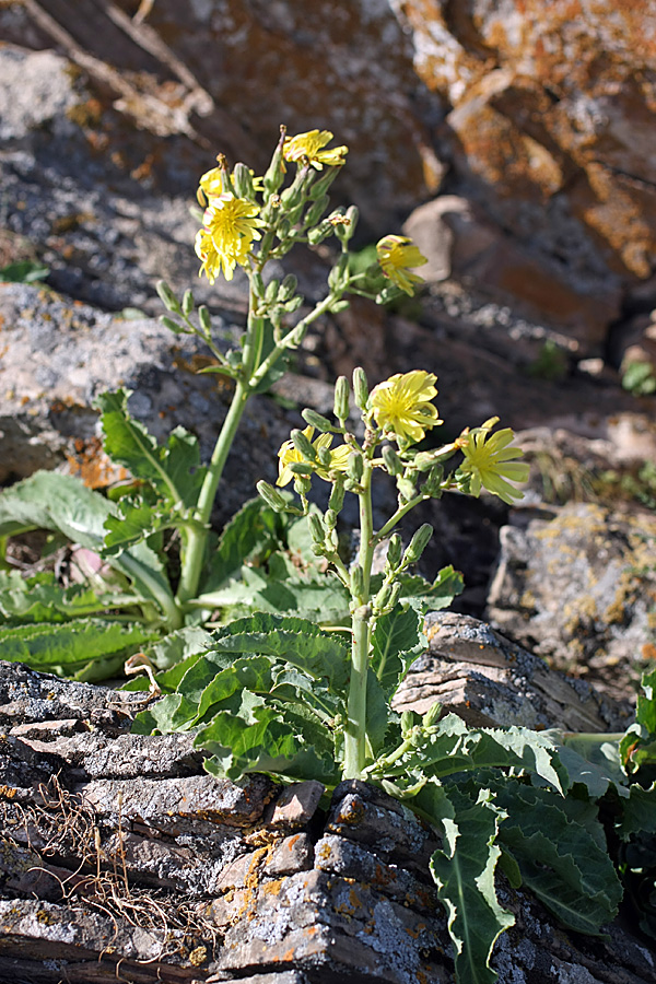 Image of Steptorhamphus crassicaulis specimen.