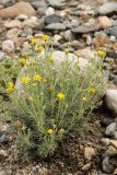 Brachanthemum kirghisorum