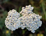 Achillea nobilis