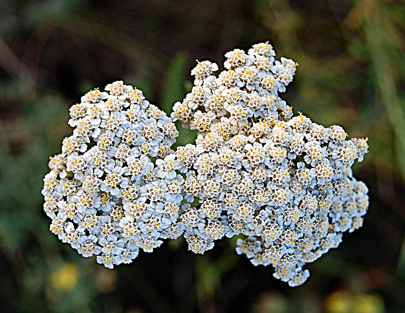Image of Achillea nobilis specimen.