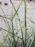 Ephedra strobilacea