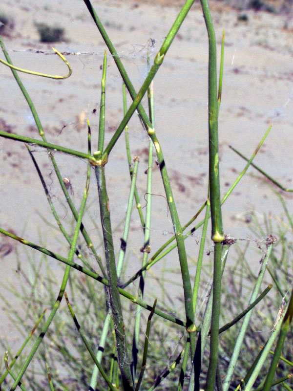 Image of Ephedra strobilacea specimen.