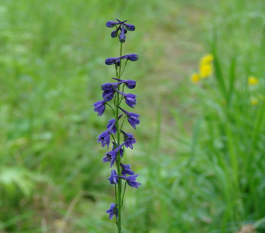 Image of Delphinium crassifolium specimen.