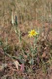 Tragopogon orientalis