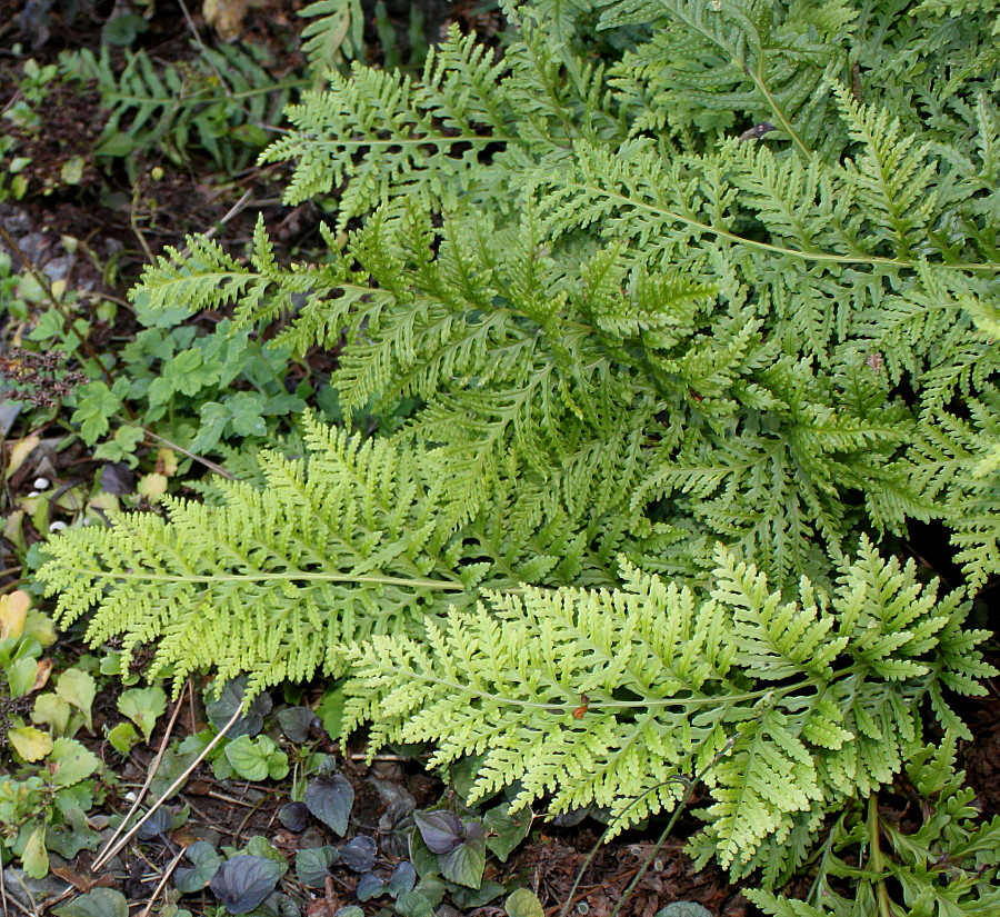 Изображение особи Polypodium interjectum.