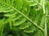 Athyrium filix-femina