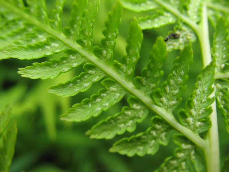 Изображение особи Athyrium filix-femina.