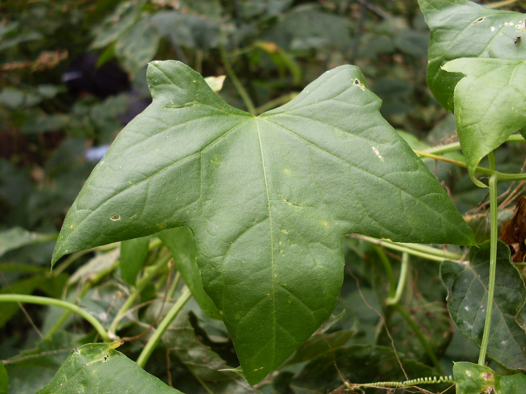 Изображение особи Echinocystis lobata.