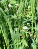Geranium albiflorum