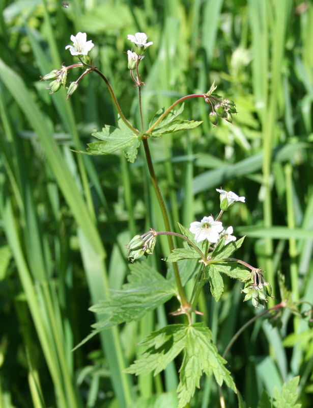 Image of Geranium albiflorum specimen.