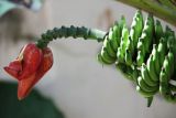 Musa acuminata. Верхушка побега с отцветающим соцветием и незрелыми плодами. Таиланд, провинция Краби, курорт Ао Нанг. 09.12.2013.
