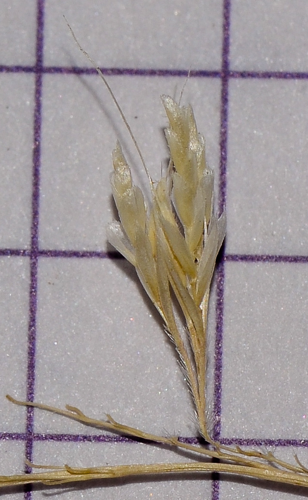 Image of Lamarckia aurea specimen.