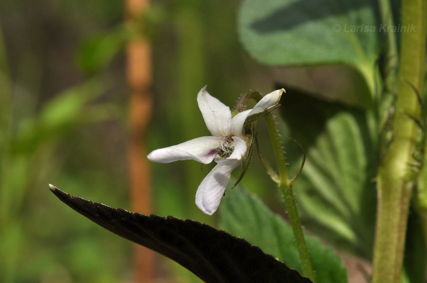 Изображение особи Viola acuminata.