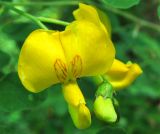 Colutea arborescens. Цветки. Украина, Львов, парк «Высокий Замок», в культуре. Июль 2007 г.