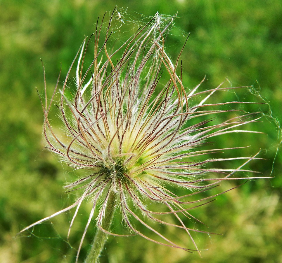 Изображение особи род Pulsatilla.