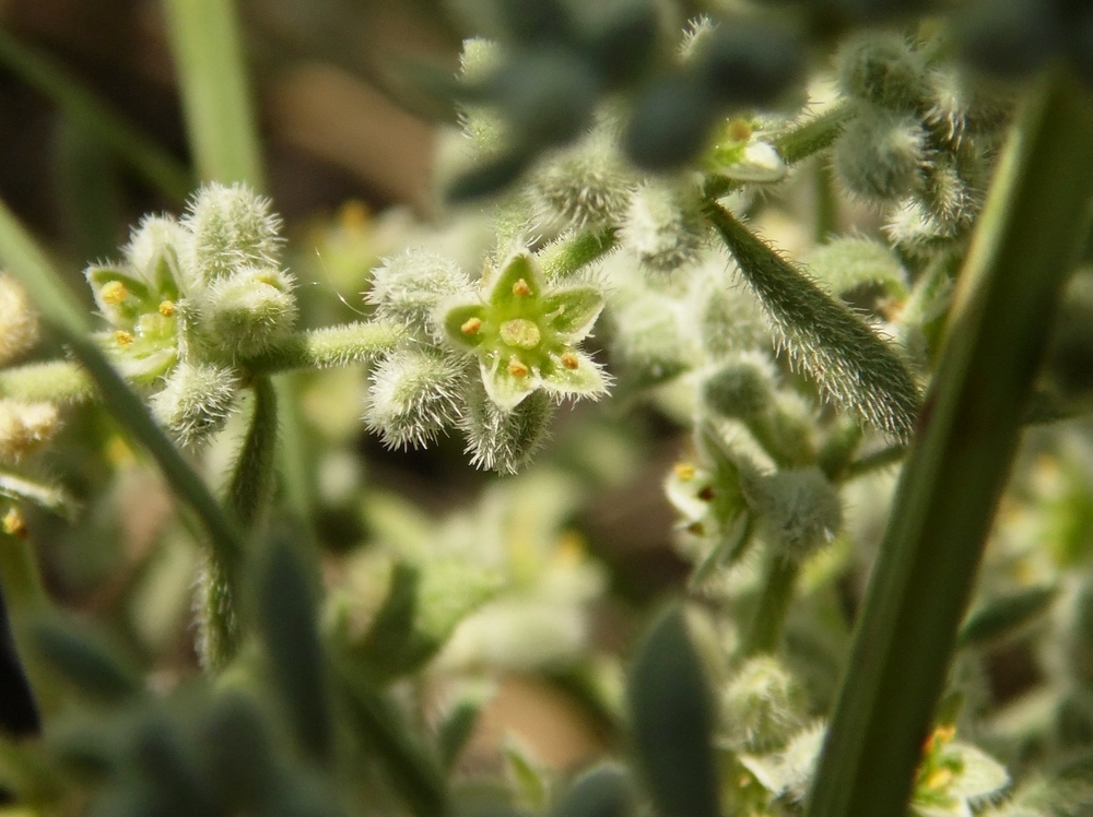 Image of Herniaria incana var. angustifolia specimen.