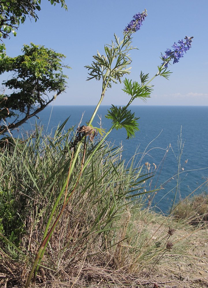 Image of Delphinium schmalhausenii specimen.