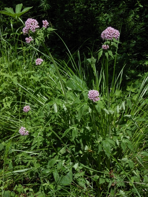 Image of Valeriana amurensis specimen.