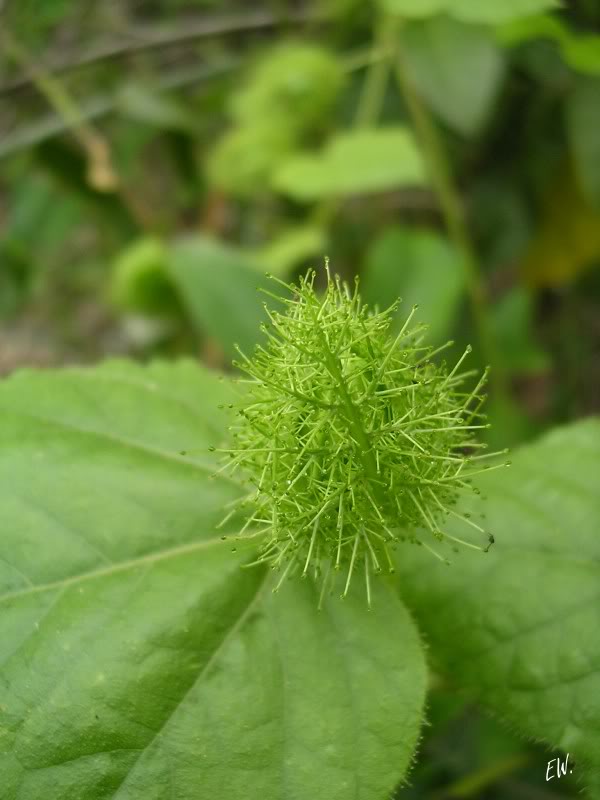 Image of Passiflora foetida specimen.
