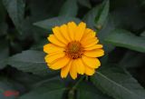 Heliopsis helianthoides ssp. scabra