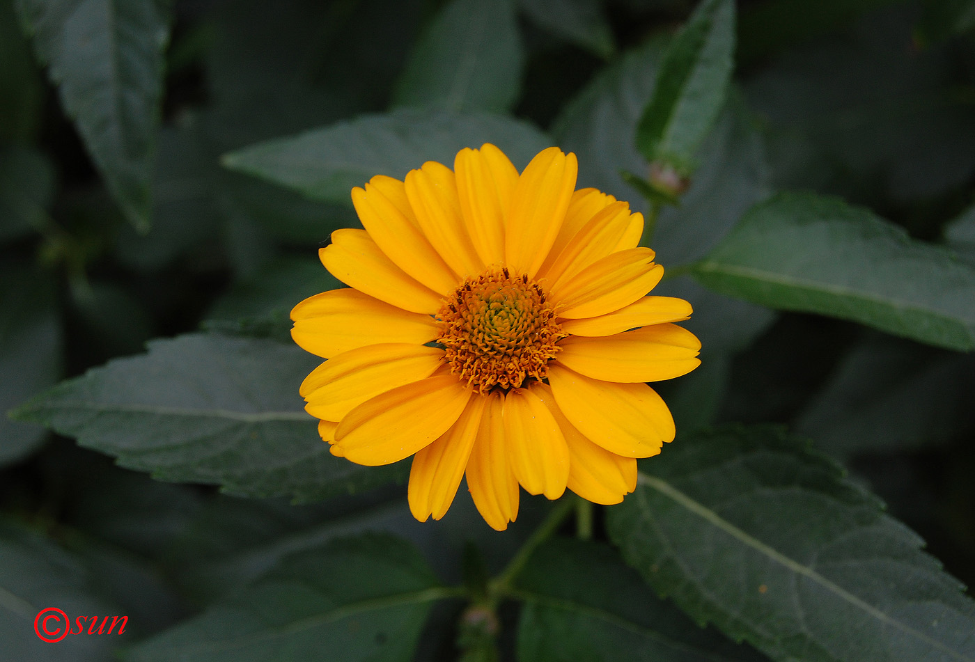 Изображение особи Heliopsis helianthoides ssp. scabra.