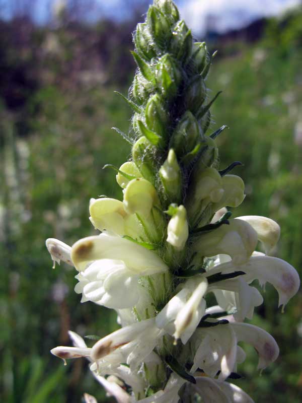 Image of Pedicularis sibirica specimen.