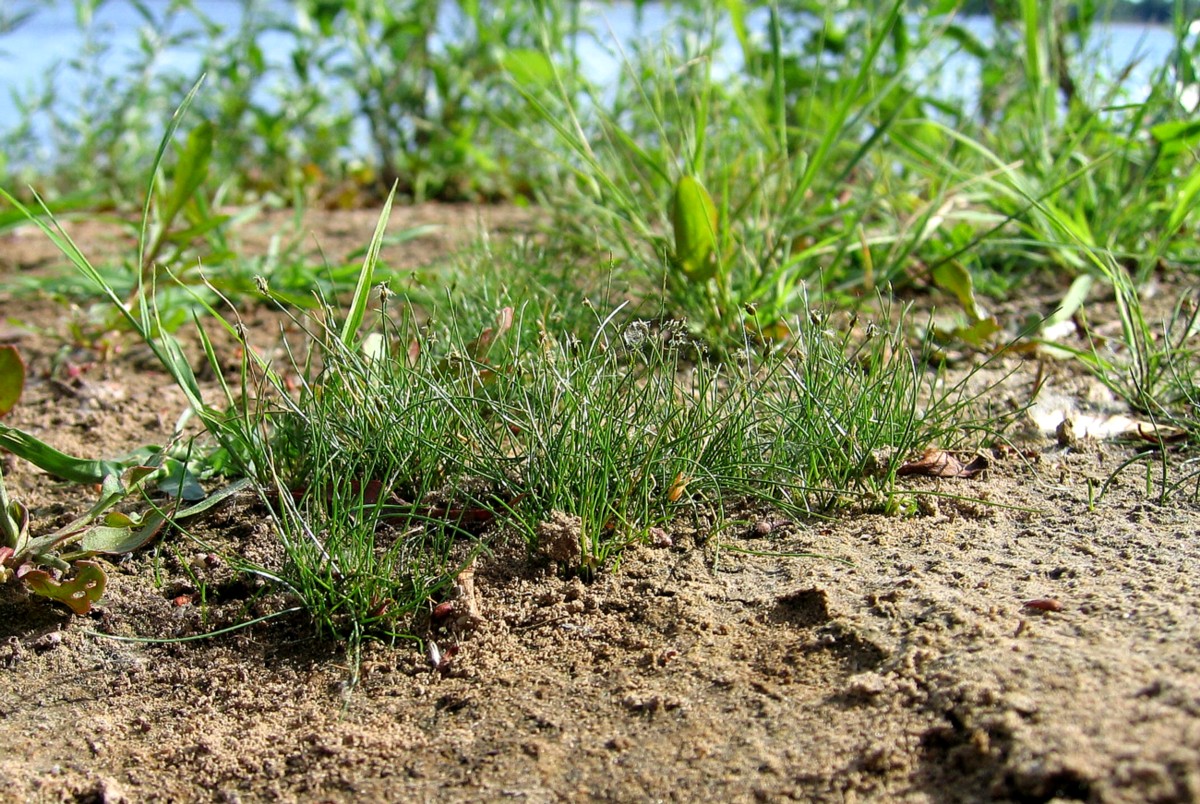 Изображение особи Eleocharis parvula.