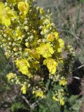 Verbascum banaticum. Часть соцветия. Крым, Судакский р-н, окр. пос. Морское. 29.06.2014.