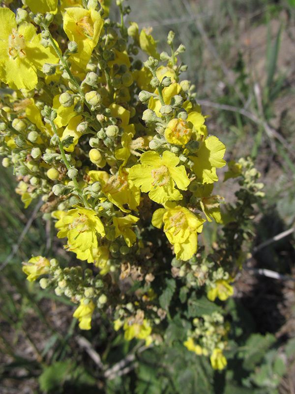 Изображение особи Verbascum banaticum.