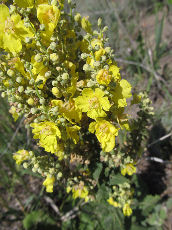 Image of Verbascum banaticum specimen.