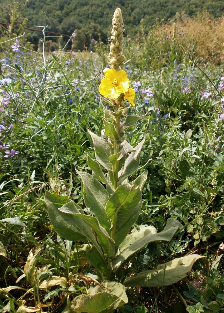 Изображение особи Verbascum phlomoides.