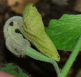 Aristolochia paecilantha. Цветок. Израиль, Верхняя Галилея, гора Мерон, край пешеходной дорожки. 10.05.2014.