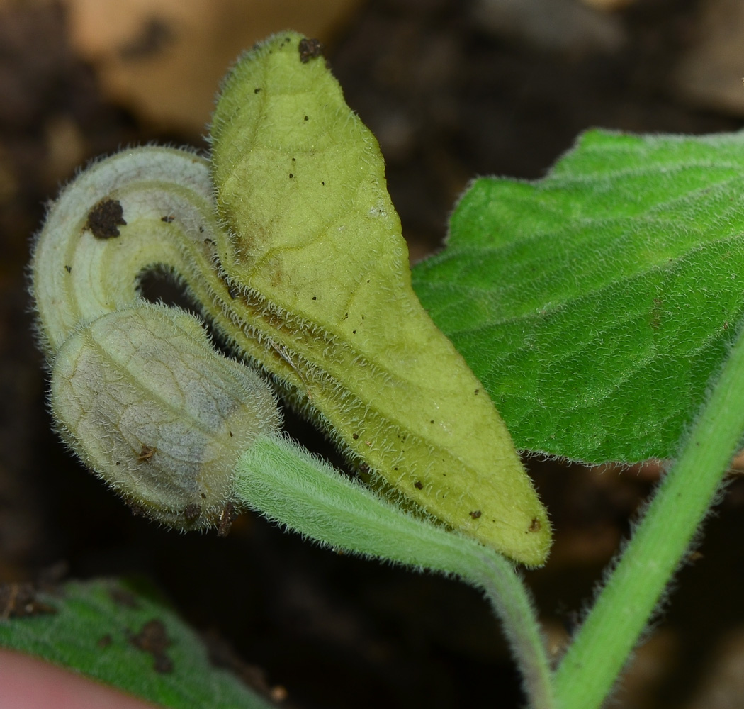 Изображение особи Aristolochia paecilantha.