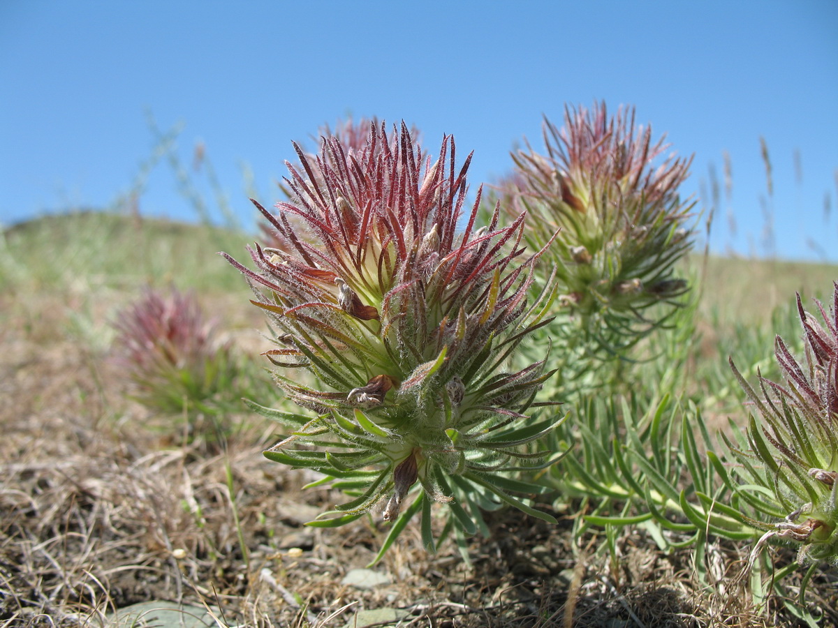 Image of Bungea vesiculifera specimen.