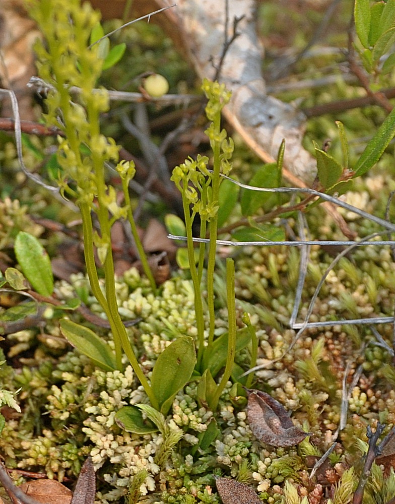 Image of Hammarbya paludosa specimen.