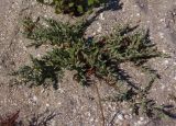 Polygonum maritimum