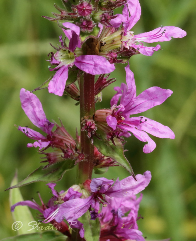 Image of Lythrum salicaria specimen.