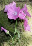 Malva alcea. Соцветие. Германия, г. Дюссельдорф, Ботанический сад университета. 03.07.2014.