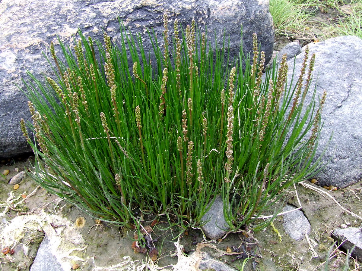 Image of Triglochin maritima specimen.